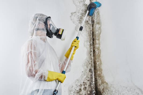 Crawl Space Mold Removal in Upper Fruitland, NM