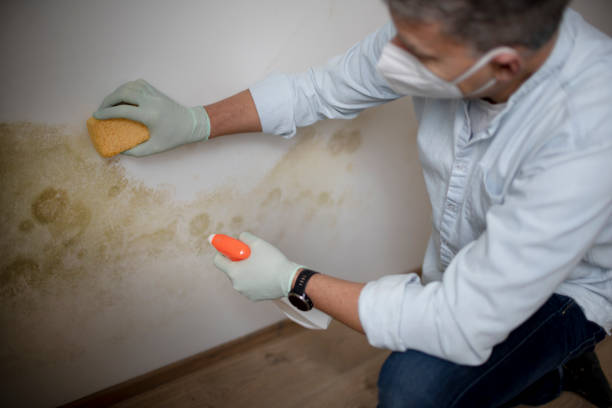 Best Crawl Space Mold Removal  in Upper Fruitland, NM