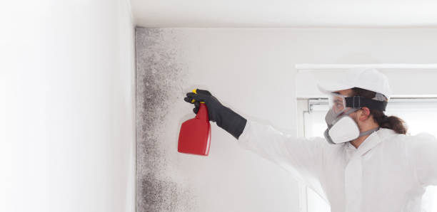 Best Toxic Mold Removal  in Upper Fruitland, NM