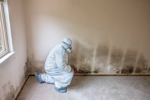 Best Mold Damage Repair  in Upper Fruitland, NM