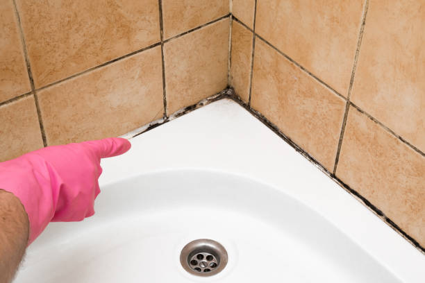 Best Attic Mold Removal  in Upper Fruitland, NM